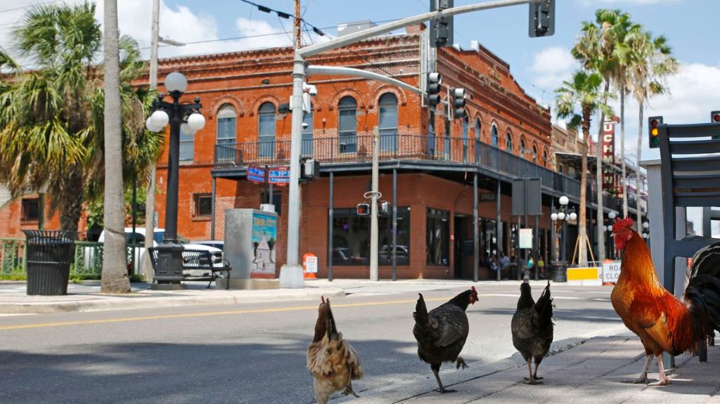 This image has an empty alt attribute; its file name is ybor-chicken2-1.jpg